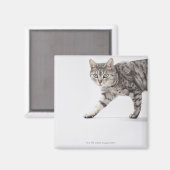 Aimant Marche de chats (Recto/Verso)