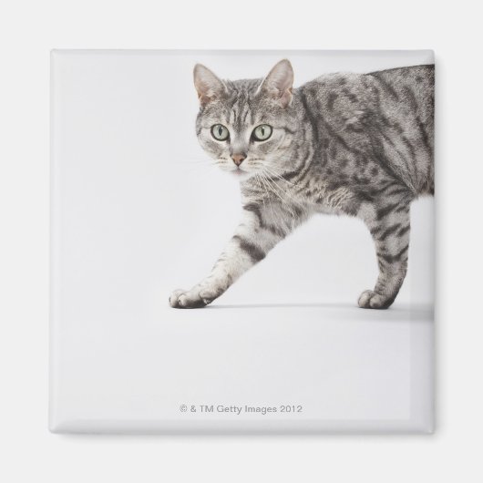 Aimant Marche de chats (Devant)