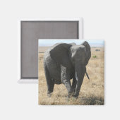 Aimant marche des éléphants (Recto/Verso)