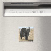 Aimant marche des éléphants (In Situ (Lave-vaisselle))