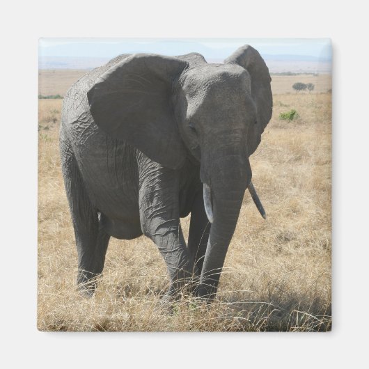 Aimant marche des éléphants (Devant)