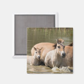 Aimant Mare avec Foal Crossing a River (Recto/Verso)