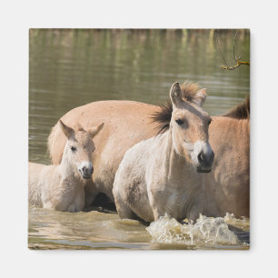 Aimant Mare avec Foal Crossing a River