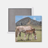 Aimant Mare & Colt au cratère volcanique de Rano Raraku (Recto/Verso)