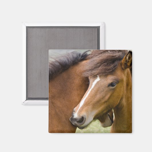 Aimant Mare Et Colt (Recto/Verso)