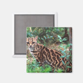 Aimant Margay, Leopardus wiedi, Natif du Mexique vers (Recto/Verso)
