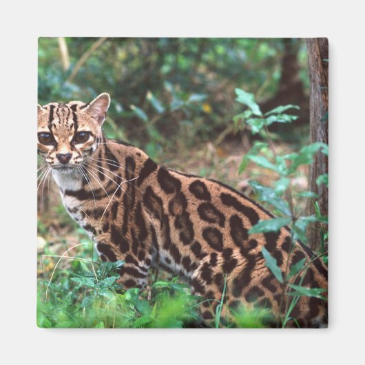 Aimant Margay, Leopardus wiedi, Natif du Mexique vers (Devant)