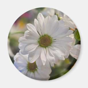 Aimant Marguerite Blanche