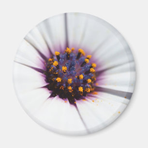 Aimant Marguerite pourpre pâle