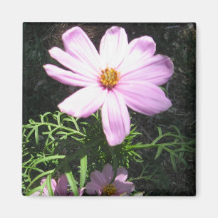 Aimant Marguerite rose