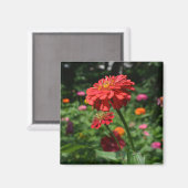 Aimant marguerite rouge orangé fleuri, jardin de fleurs r (Recto/Verso)