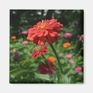 Aimant marguerite rouge orangé fleuri, jardin de fleurs r
