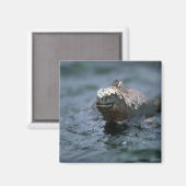 Aimant Marine Iguana Nager Pour Alimenter (Recto/Verso)