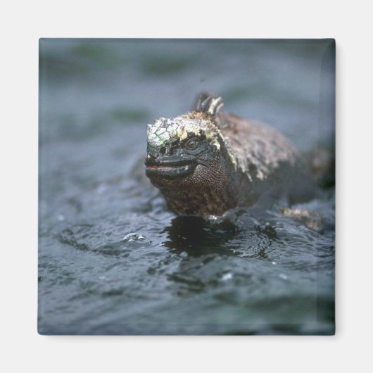 Aimant Marine Iguana Nager Pour Alimenter (Devant)
