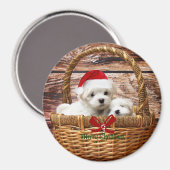 Aimant Marionnettes maltaises dans un panier de Noël (Recto/Verso)