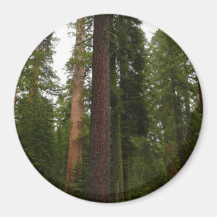 Aimant Mariposa Grove dans le parc national de Yosemite