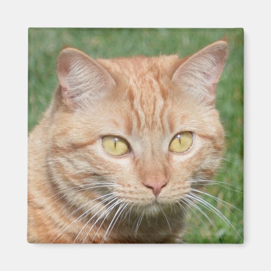 Aimant Marmalady au soleil (Devant)