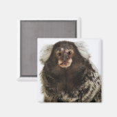 Aimant Marmoset blanc sur branche, gros plan, studio (Recto/Verso)