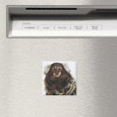 Aimant Marmoset blanc sur branche, gros plan, studio (In Situ (Lave-vaisselle))