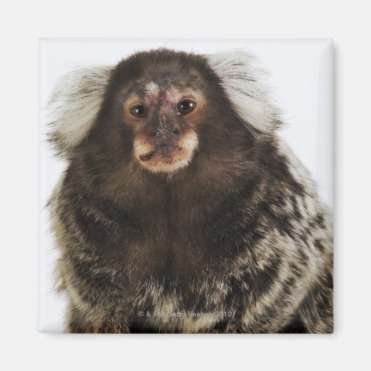 Aimant Marmoset blanc sur branche, gros plan, studio (Devant)