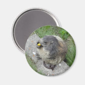 Aimant Marmot (Recto/Verso)