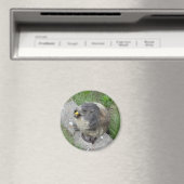 Aimant Marmot (In Situ (Lave-vaisselle))