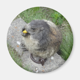 Aimant Marmot