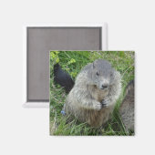 Aimant Marmot (Recto/Verso)