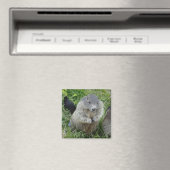 Aimant Marmot (In Situ (Lave-vaisselle))