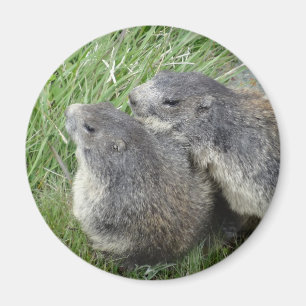 Aimant Marmot