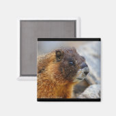Aimant Marmot (Recto/Verso)