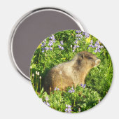 Aimant Marmot dans le Mont Rainier Fleurs sauvages (Recto/Verso)