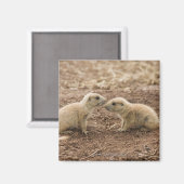 Aimant Marmot de Prarie noire (Recto/Verso)