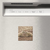 Aimant Marmot de Prarie noire (In Situ (Lave-vaisselle))