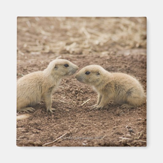 Aimant Marmot de Prarie noire (Devant)