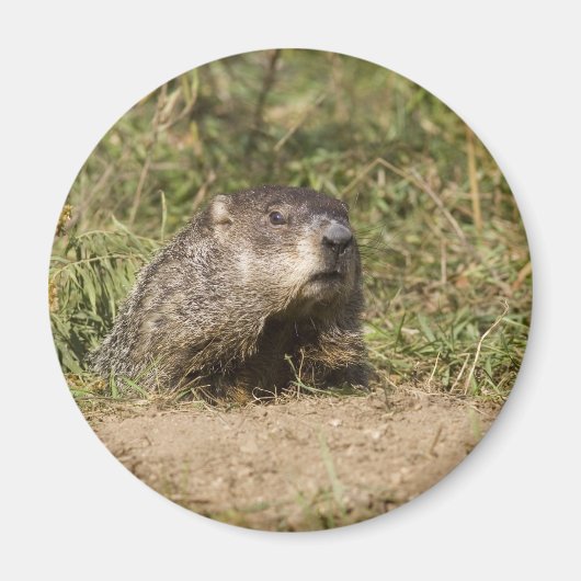 Aimant Marmotte (Devant)