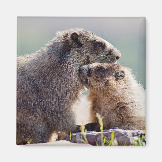 Aimant Marmotte mère avec bébé (Devant)