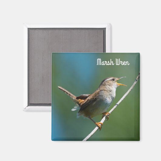 Aimant Marsh Wren (Recto/Verso)