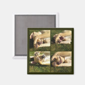 Aimant Masquer et rechercher le chiot (Recto/Verso)