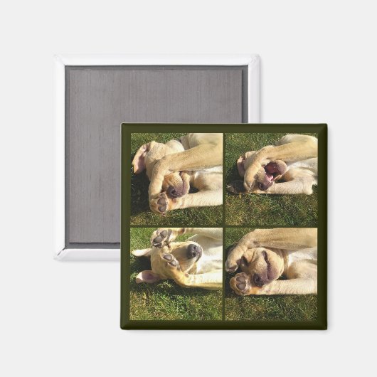 Aimant Masquer et rechercher le chiot (Recto/Verso)