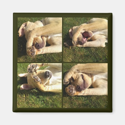 Aimant Masquer et rechercher le chiot (Devant)