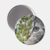 Aimant Masquer Kitten (Recto/Verso)