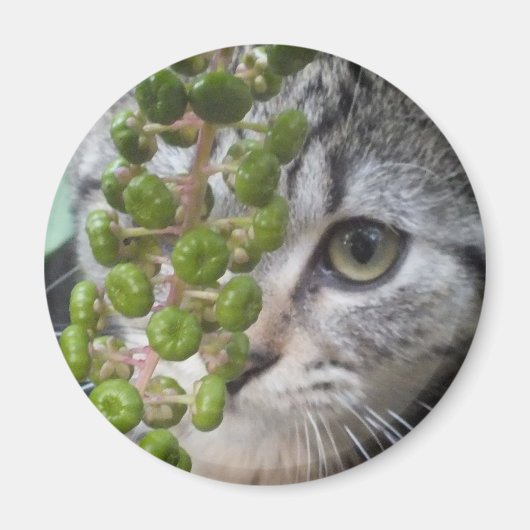 Aimant Masquer Kitten (Devant)