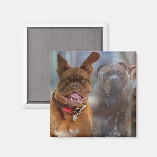 Aimant Mastiff (Recto/Verso)