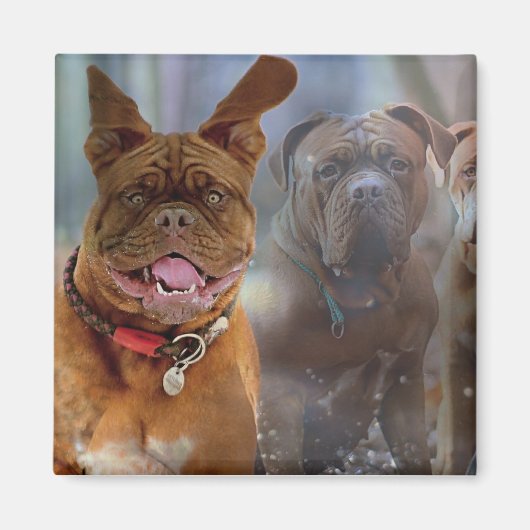 Aimant Mastiff (Devant)