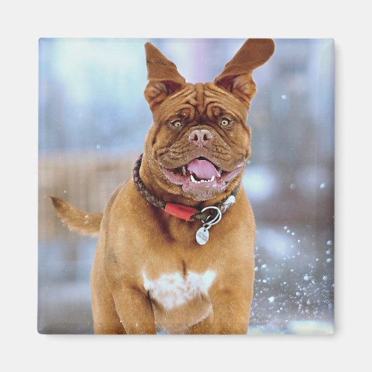 Aimant Mastiff (Devant)