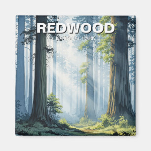Aimant Matin brumeux dans le parc national de Redwood