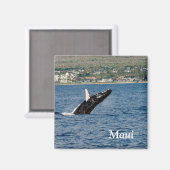 Aimant Maui Rorqual à bosse brassant l'aimant (Recto/Verso)