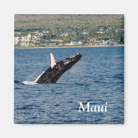 Aimant Maui Rorqual à bosse brassant l'aimant (Devant)