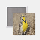 Aimant Meadowlark occidental (Strunella négligecta) (Recto/Verso)